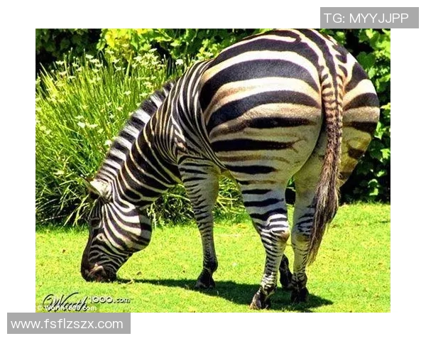 足球明星种植牙的背后故事：如何影响运动员的健康与职业生涯